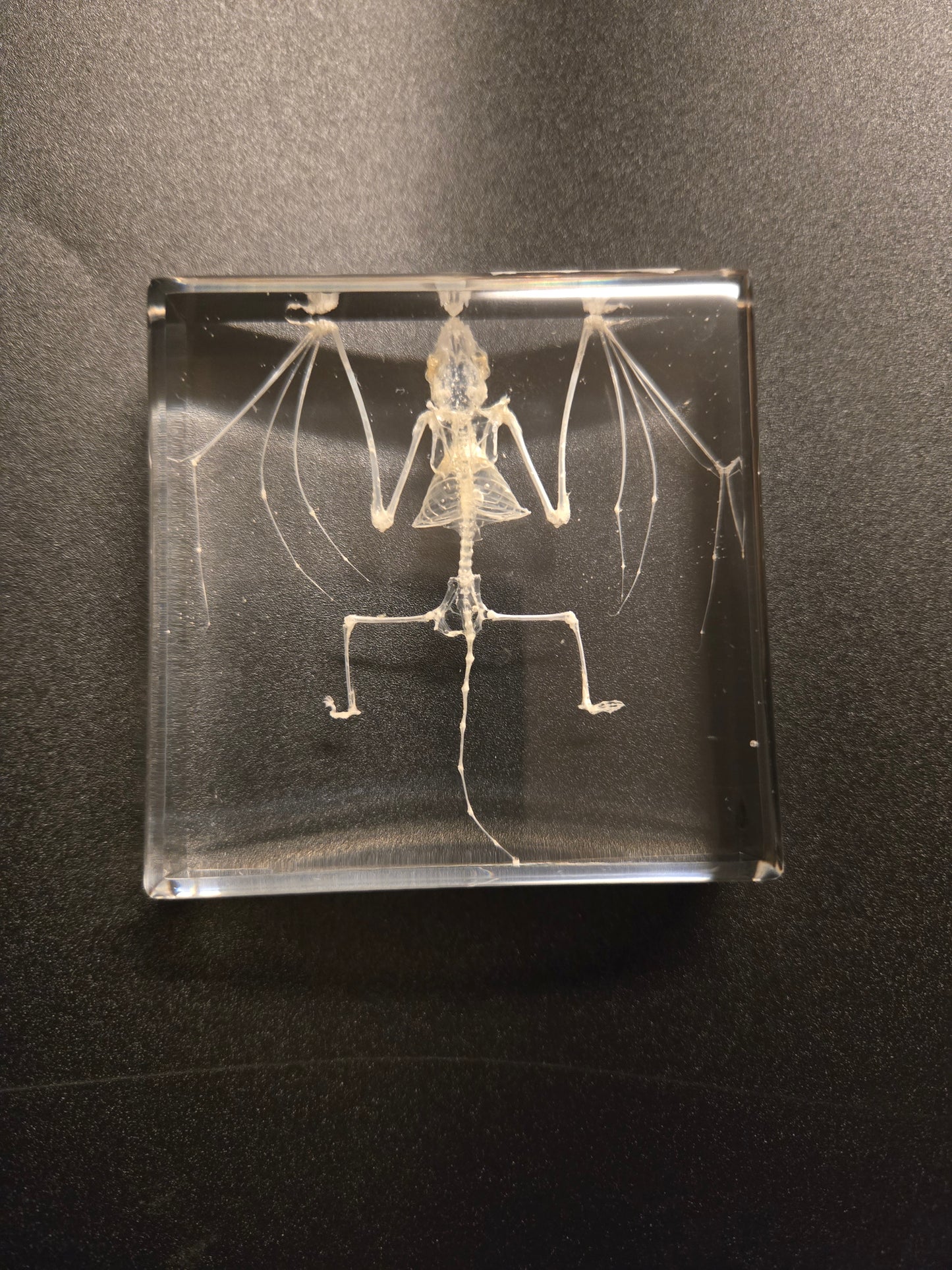 Bat Skeleton in Resin Display