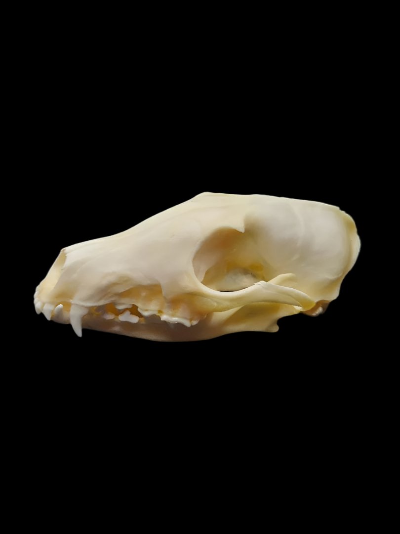 Fox Skull