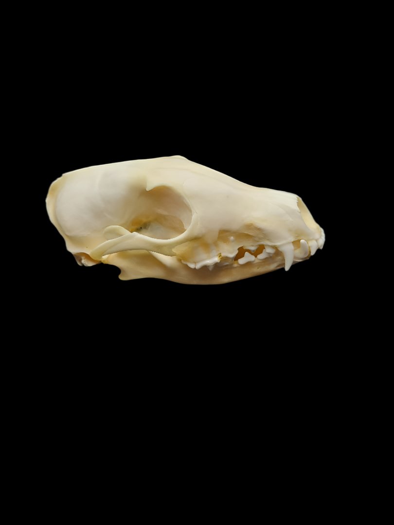 Fox Skull