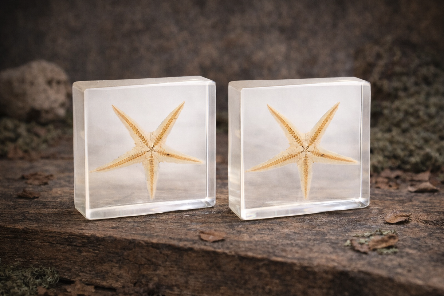 Two starfish in clear resin blocks on a wooden surface with a natural background