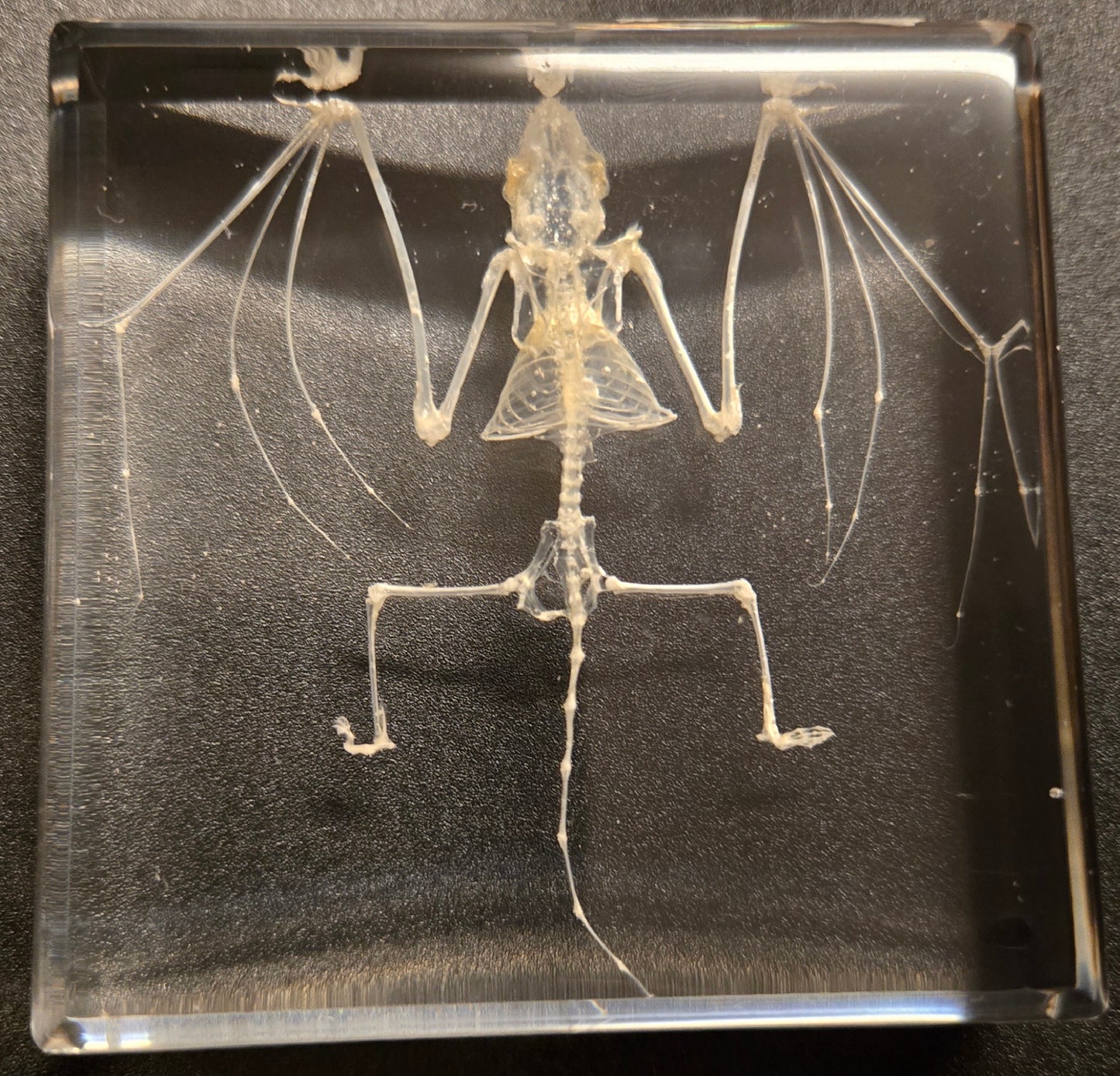 Bat Skeleton in Resin Display