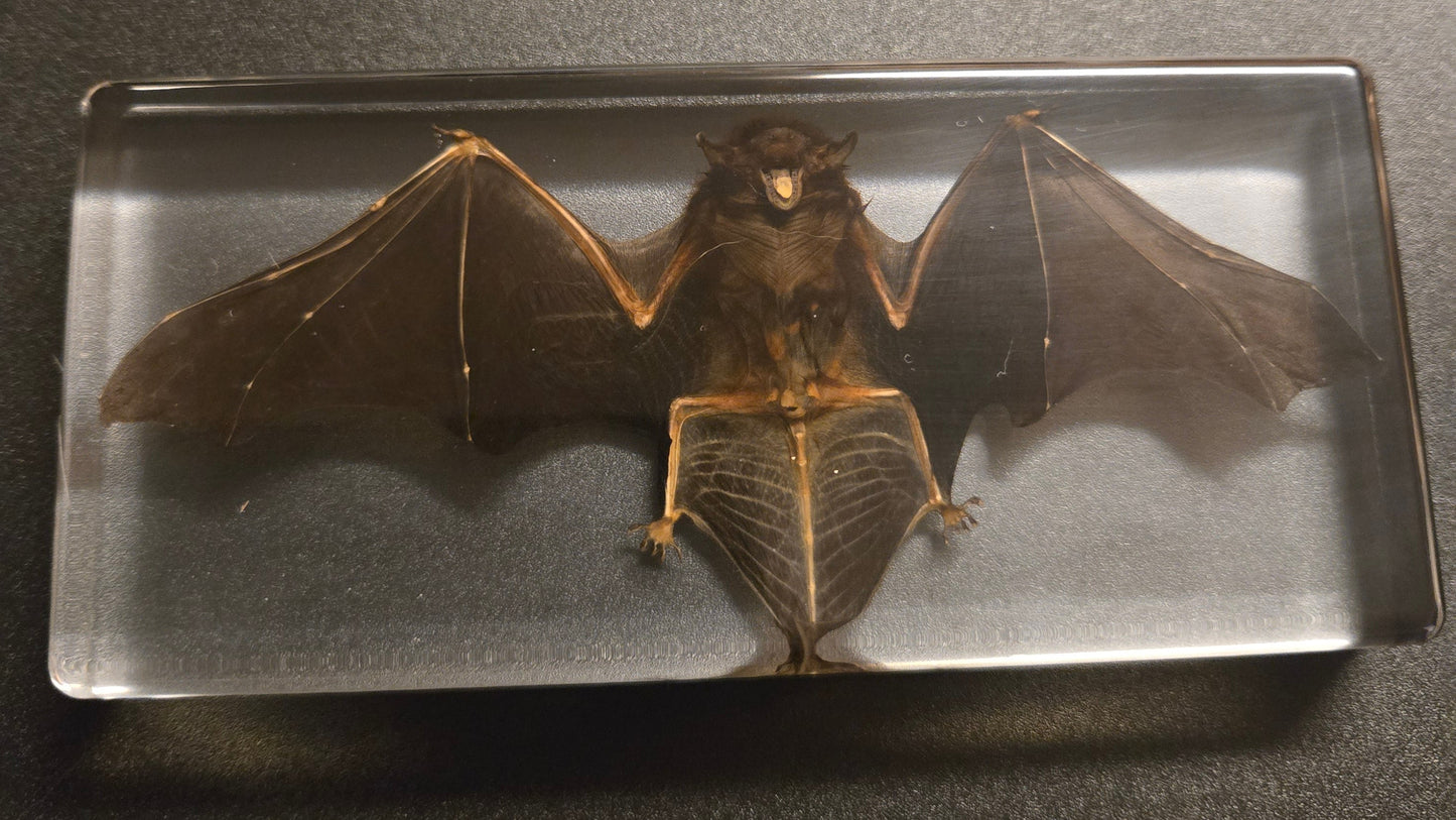 Bat in Resin Display