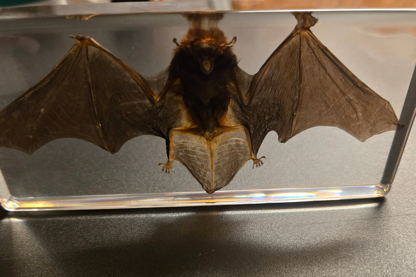 Bat in Resin Display
