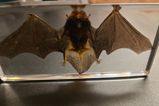 Bat in Resin Display