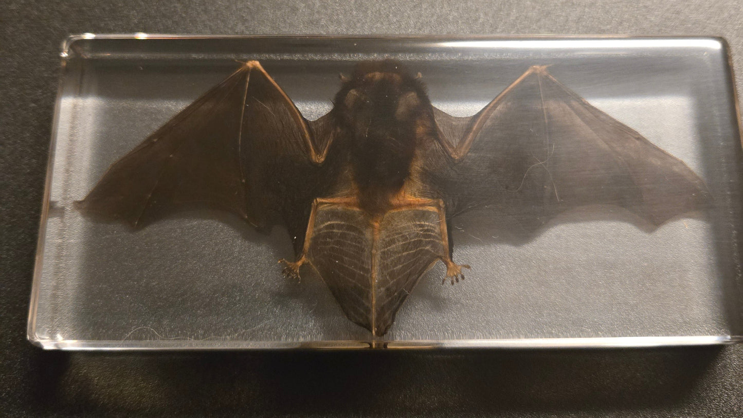 Bat in Resin Display