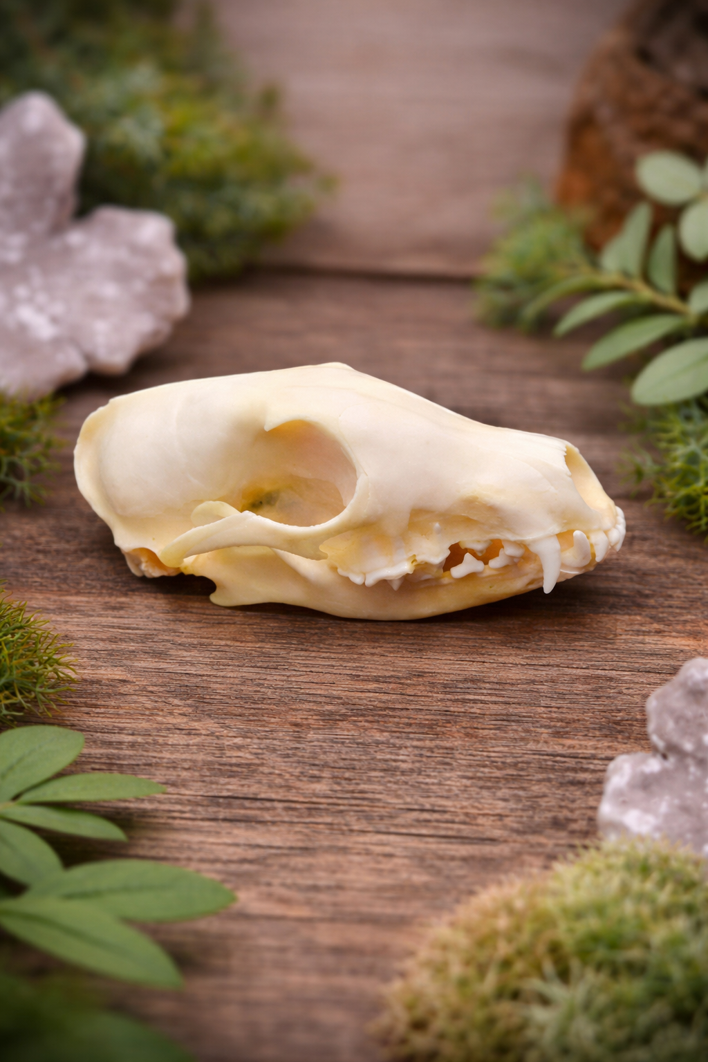 Ethically Sourced Fox Skull