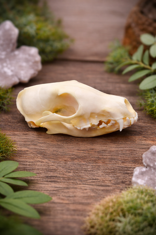 Ethically Sourced Fox Skull