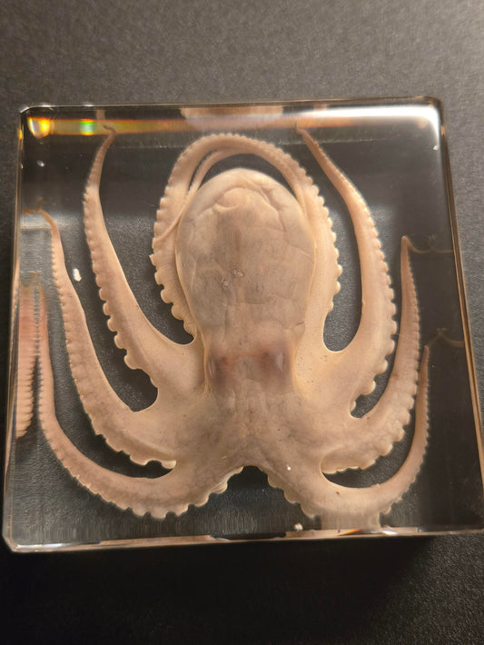 Octopus Specimen