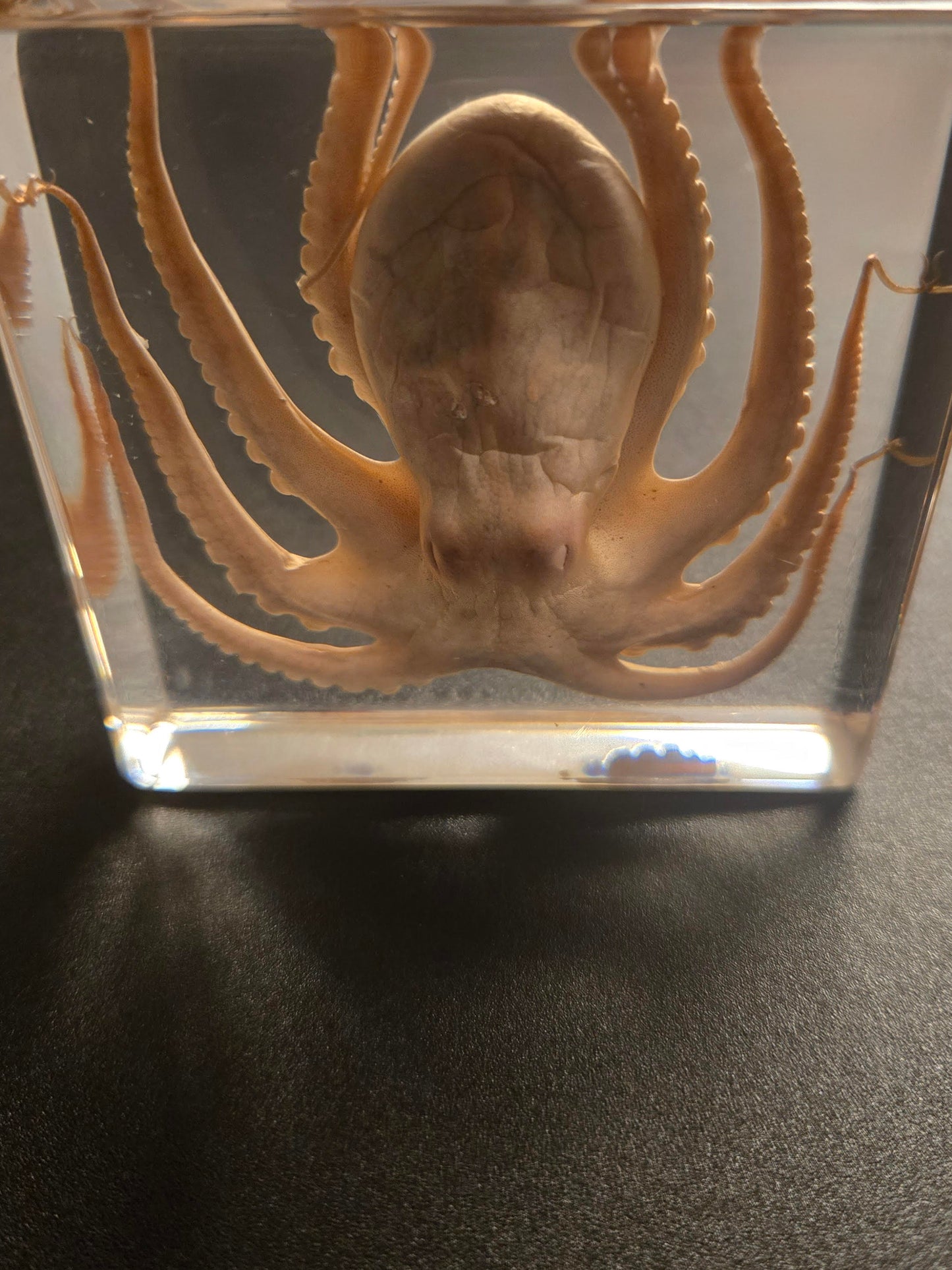 Octopus Specimen