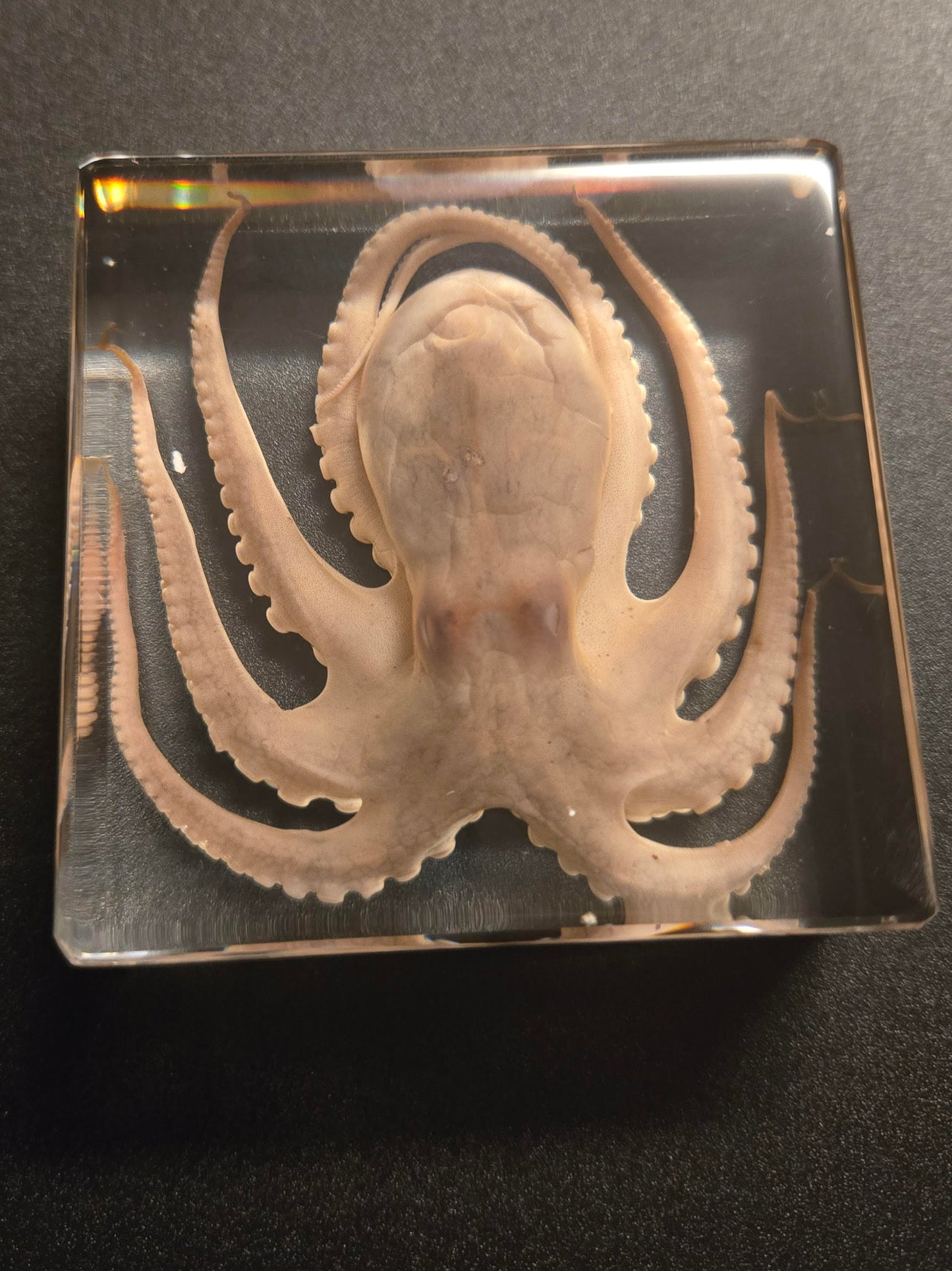 Octopus Specimen