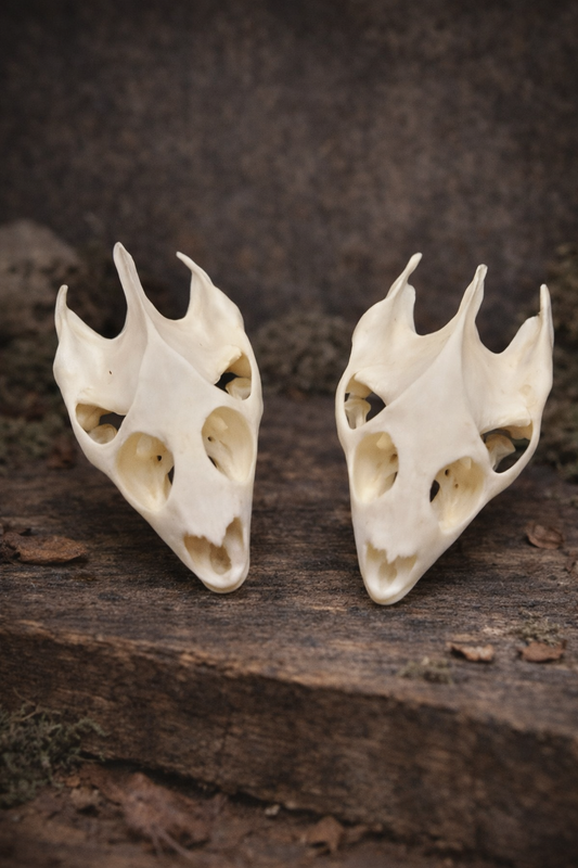Two white animal skull turtle on a dark wooden surface
