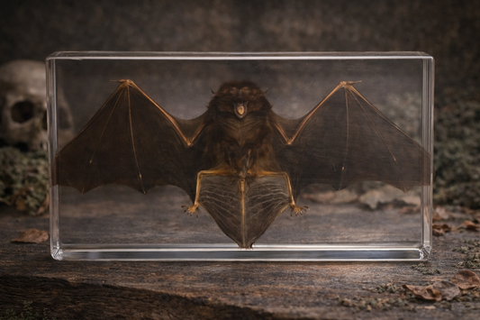 Preserved bat specimen in a clear box with a dark background