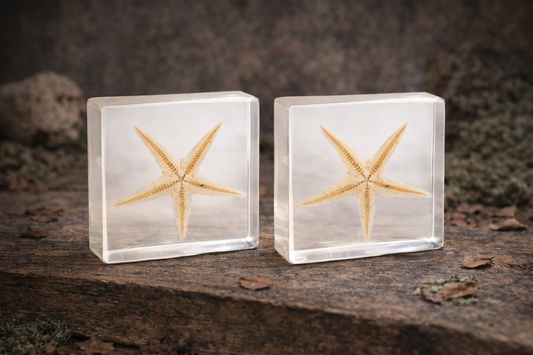 Two starfish in clear resin blocks on a wooden surface with a natural background